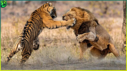 گلچین وحشیانه ترین درگیری بین...