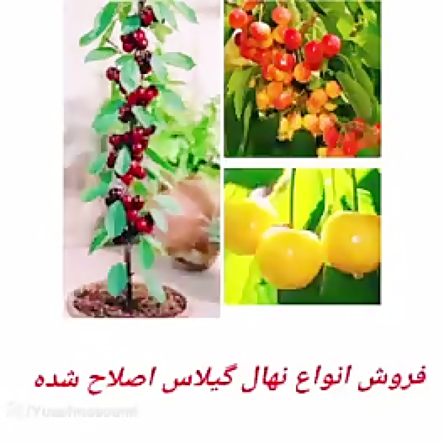 معرفی کسب درآمد میلیاردی ازاحداث باغ گیلاس تکدانه مشهد در مشهد زمان220ثانیه