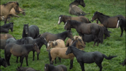 مستند حیات وحش پاتاگونیا زندگی...