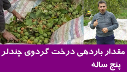 مقدار باردهی درخت گردوی پیوندی...