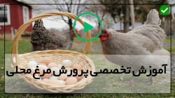 پرورش مرغ بومی تخمگذار