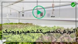 آموزش مرحله به مرحله کاشت  هیدروپونیک