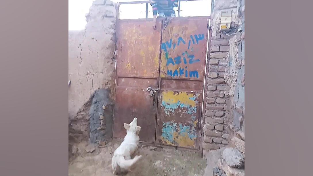 سگ پاپی آدم گیر فالو