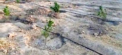 گزارش درختان شهرستان بهمئی مورخ ۱۲ مهر ۱۴۰۱