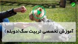 اموزش اهلی کردن سگ-تربیت و آموزش سگ-تشخیص مشکلات رفتاری و فیزیکی در سگ ها