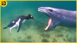 15 استراتژی وحشتناک شکارچیان ب...