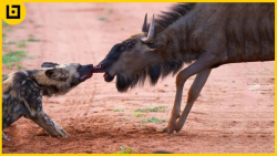 15 لحظه شکار زجر آور حیوانات ج...