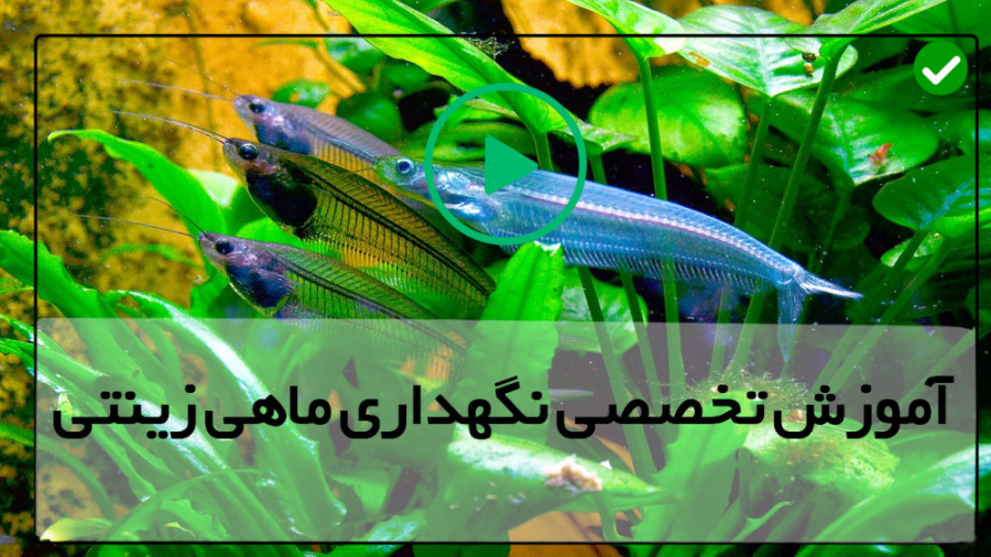 پرورش ماهی زینتی رایگان-فیلم پرورش ماهی-آموزش پرورش پرورش گربه ماهی (پارت سه) زمان288ثانیه