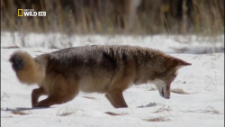 مستند حیات وحش پارک های ملی آم...