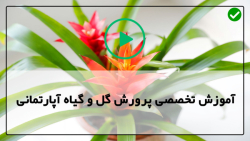 آموزش پرورش گل و گیاهان آپارتمانی