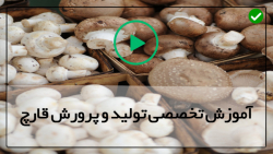 آموزش پرورش قارچ در منزل-خواص قارچ-( راه اندازی یک سالن ۵ تنی )