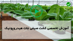 آموزش کشت صیفی جات هیدروپونیک-کشت هیدروپونیک-هرس کردن گیاه