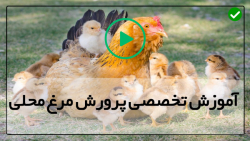 پرورش مرغ بومی تخمگذار-پرورش جوجه مرغ-ساخت دستگاه جوجه کشی با بطری آب