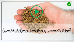 نحوه پرورش میل ورم-کرم میلورم-چگونگی خشک کردن میل ورم درخانه