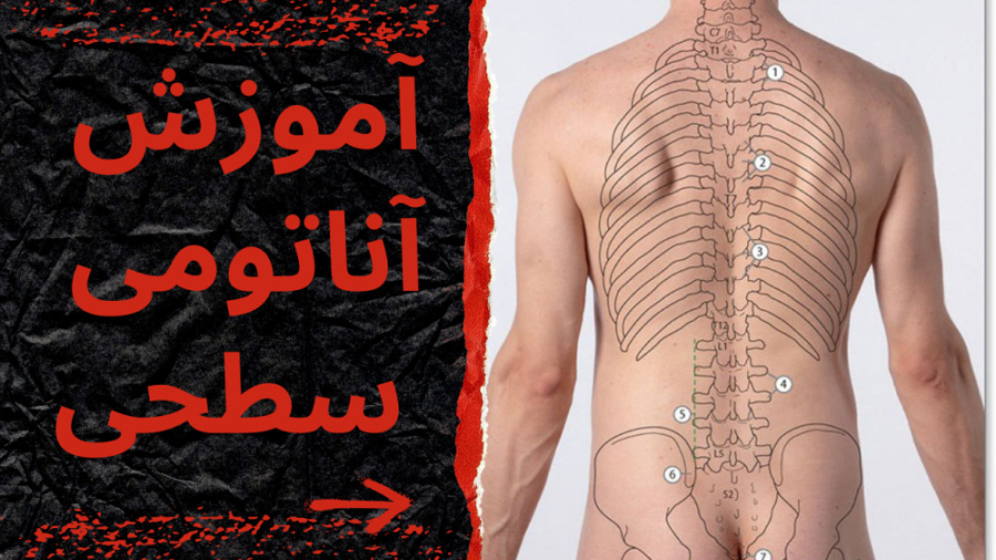آناتومی سطحی و کاربردی در ماساژ پزشکی تایلندی (بکتاش الهامیان) پروتز دندان
