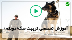 تربیت و آموزش سگ-تربیت سگ-آموزش حمله کردن