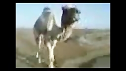 شتر هندی فیلم هندی فیلم سینمایی