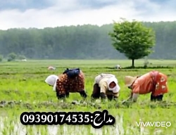 گیلکی مادر با نی رشت 09386337925