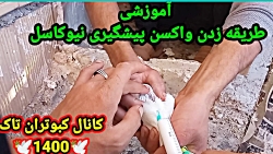 آموزش زدن واکسن پیشگیری نیوکاس...