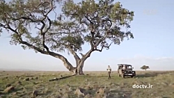 داستان گربه سانان _ ۱