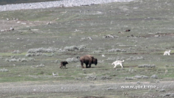 جنگ دیدنی گرگ و گاومیش کوهان د...