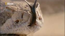 مستند حیات وحش پارک های ملی آم...