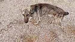 نمایشی از سگ نگهبان