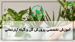 آموزش نحوه تعویض گلدان گل