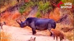 کفتار ها و شکار کرگدن  حمله حی...