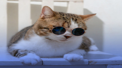 کلیپ خنده دار از گربه ....