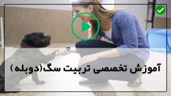 آموزش سگ ژرمن شپرد-تربیت و آموزش سگ-چگونه توله سگ خود را به گوش دادن دعوت کنیم؟