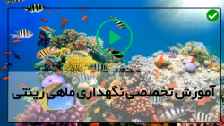آموزش تکثیر ماهی-فیلم پرورش ماهی-آموزش پرورش پرورش گلد فیش