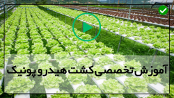 آموزش کاشت هیدروپونیک-سیستم هیدروپونیک