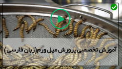 کارگاه پرورش کرم میل ورم-شگفتی های ناشناخته میل ورم ها
