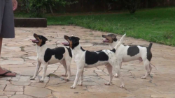 کلیپ سگ تریر  سگ تریر برزیلی...