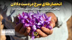 انحصار طلای سرخ در دست دلالان انحصار طلای سرخ در دست دلالان