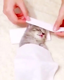 بچه گربه با مزه و گوگولی