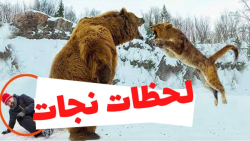 لحظات نجات جان انسان ها و حیوا...