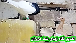 نمایشی از کبوترای طوقی