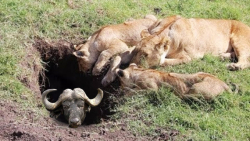 حیات وحش  7 قوی ترین شکارچی زم...