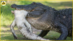 حیات وحش  زمانی که تمساح ها ما...