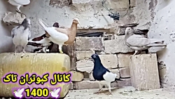 نمایشی از کبوترای یهودی و جوجه...