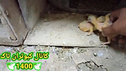 .دیر در اومدن جوجه وراه نجات ج...