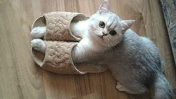 کلیپ طنز حیوانات خانگی ، بازی...