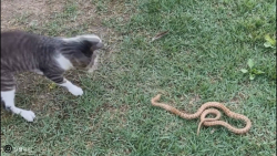 جديدترين کليپ از تمام نبردهاي...