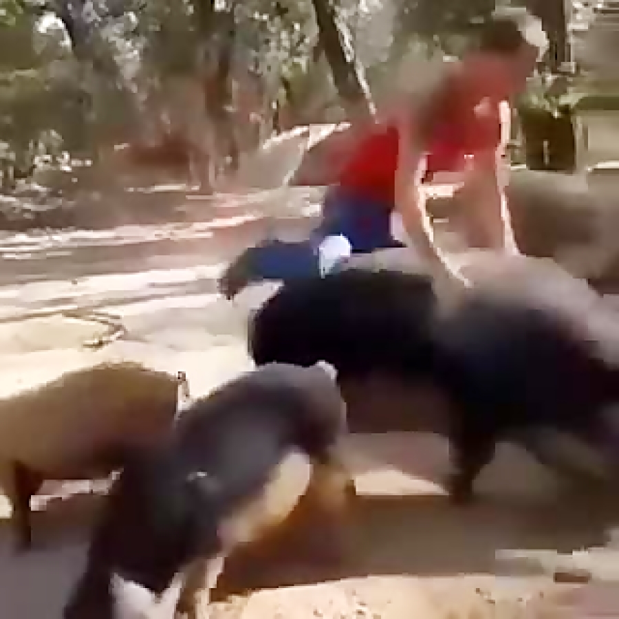 Свиньи дерутся