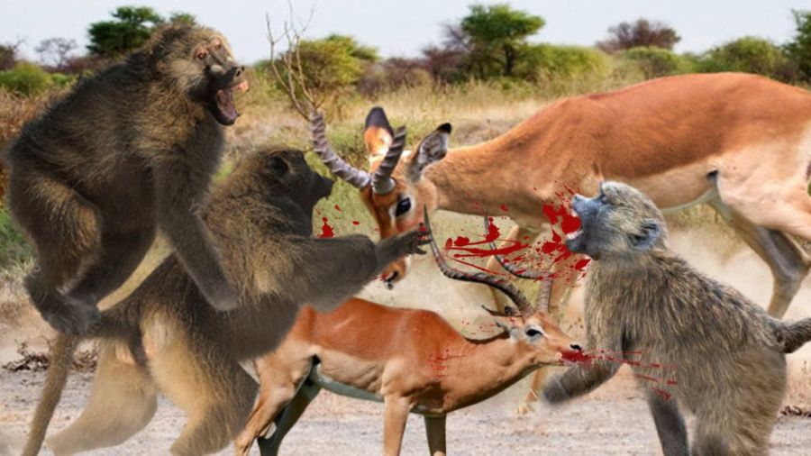 حیات وحش  مادر ایمپالا از کودک...