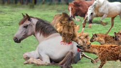 حیات وحش  کفتارها با شیرها برا...