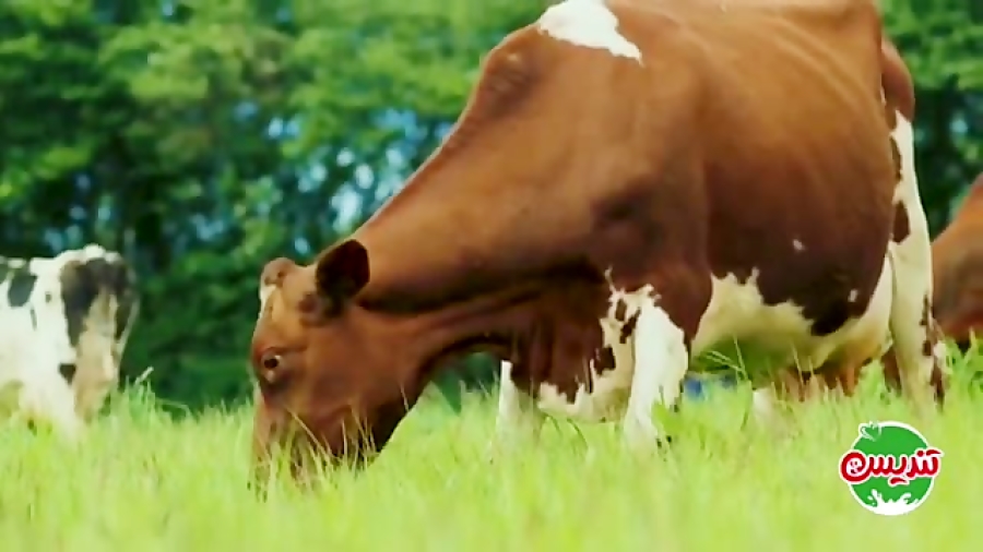 اهمیت تغذیه سالم در گاوداری تندیس tandisfood.ir