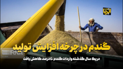 گندم در چرخه افزایش تولید گندم در چرخه افزایش تولید